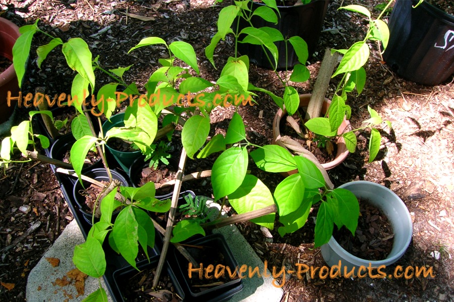 Banisteriopsis caapi- (Yellow Strain) - Hardwood Rooted Plant
