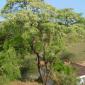 View the image: Anadenanthera_colubrina_tree