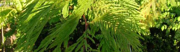 Assorted Ethnobotanical Plants:
Anadenanthera peregrina:
.:
Anadenanthera_peregrina2
