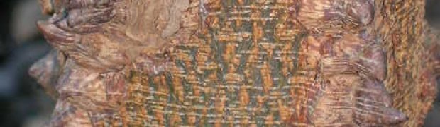 Anadenanthera peregrina:
Anadenanthera_peregrina3