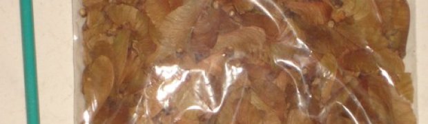 Banisteriopsis caapi Vines:
Bagged seeds 