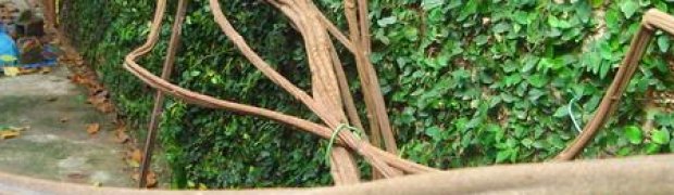 Banisteriopsis caapi Vines:
B. caapi vine growing in Brazil