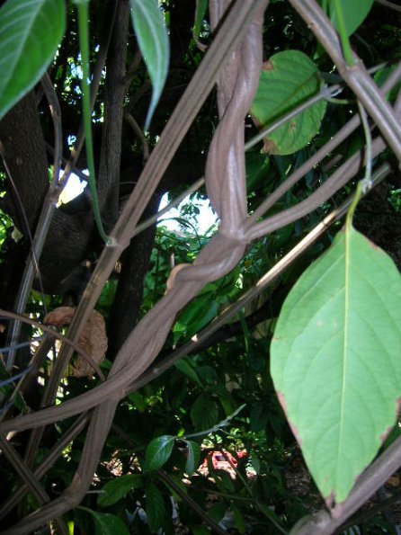 Banisteriopsis caapi