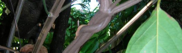 Banisteriopsis caapi Vines:
Banisteriopsis caapi