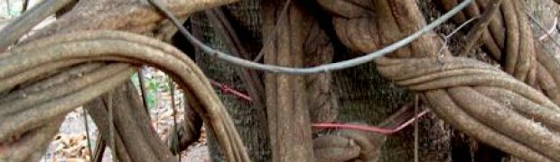 Banisteriopsis caapi Vines:
GIANT Old B. caapi Vine!
