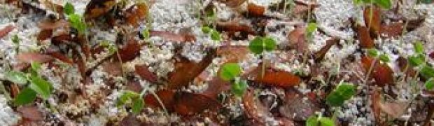Banisteriopsis caapi Vines:
Germinating B. caapi Seedlings