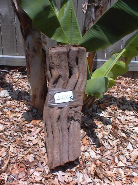Giant B. caapi vine for ayahuasca