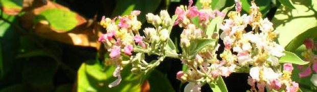 Banisteriopsis caapi Vines:
Florida caapi Plant In Bloom- January