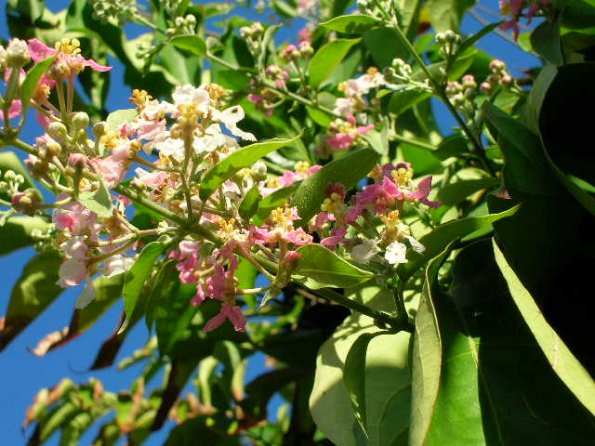 Florida caapi Plant In Bloom- January