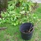 View the image: The Plant