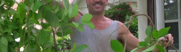 Banisteriopsis caapi Vines:
Planting a Banisteriopsis caapi Plant:
Nice Plant
