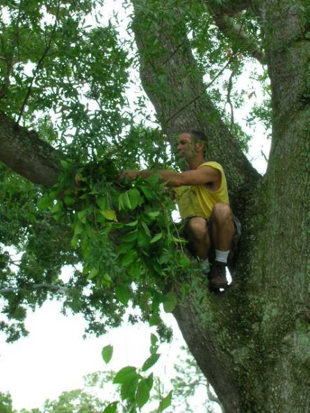 Up In Tree