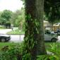 View the image: Securing Plant