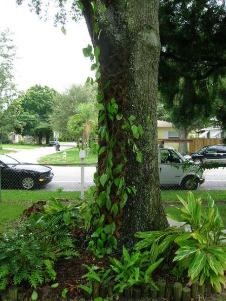 Securing Plant