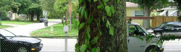 Assorted Ethnobotanical Plants:
Banisteriopsis caapi Vines:
Planting a Banisteriopsis caapi Plant:
Securing Plant
