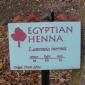 View the image: Egyptian henna sign