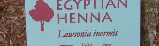 Assorted Ethnobotanical Plants:
Egyptian Henna- Lawsonia inermis:
Egyptian henna sign