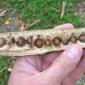 View the image: Horseradish seeds