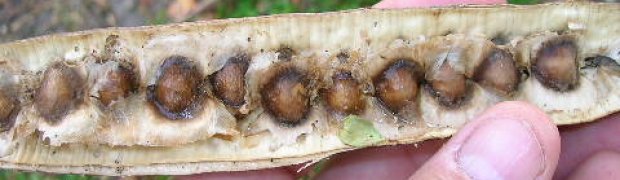 Horseradish Tree- Moringa oleifera:
Horseradish seeds