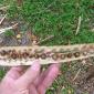 View the image: Horseradish seeds