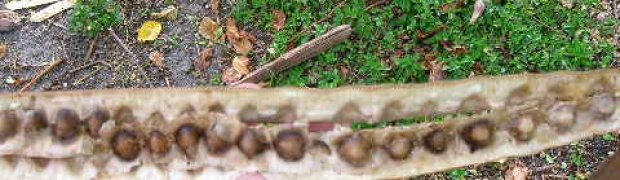 Horseradish Tree- Moringa oleifera:
Horseradish seeds