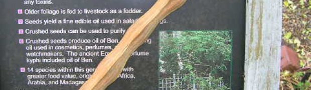 Horseradish Tree- Moringa oleifera:
Horseradish sign