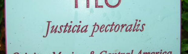 Assorted Ethnobotanical Plants:
Justicia pectoralis- J. pectoralis:
Justicia pectoralis botanical sign.