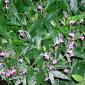 View the image: Justicia pectoralis in Bloom