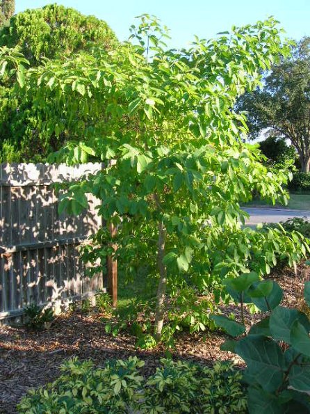 Kratom tree