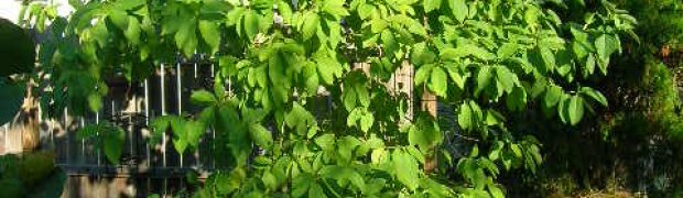 Kratom- Mitragyna speciosa:
Kratom tree