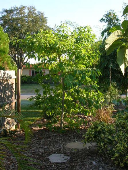 Kratom tree