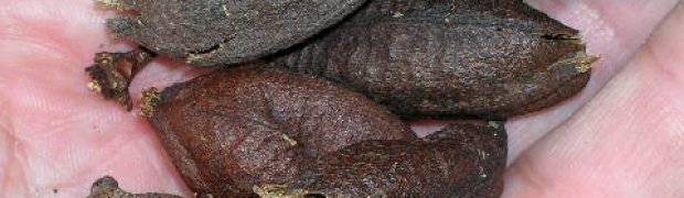 Lipstick Tree- Bixa orellana:
Lipstick tree harvested seeds