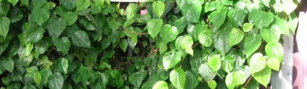 Piper betel- Piper betle:
Piper betel plant
