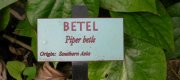 View the Album: Piper betel- Piper betle
 4 images(s)