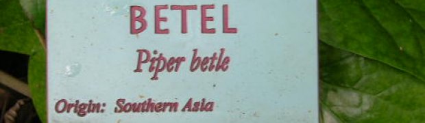 Piper betel- Piper betle:
Piper betel sign