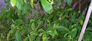 View the Album: Psychotria viridis
 1 albums(s)
 4 images(s)