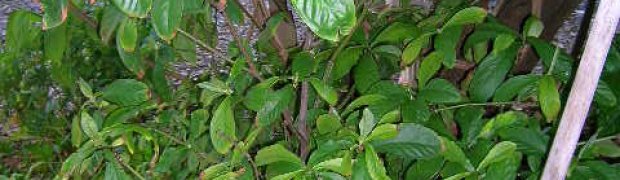 Psychotria viridis:
Psychotria viridis