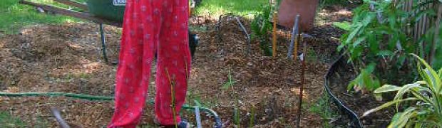 Planting a Psychotria viridis Plant:
Add Lots Of Paper