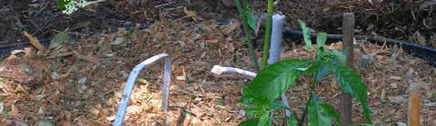 Planting a Psychotria viridis Plant:
Mulch The Plant