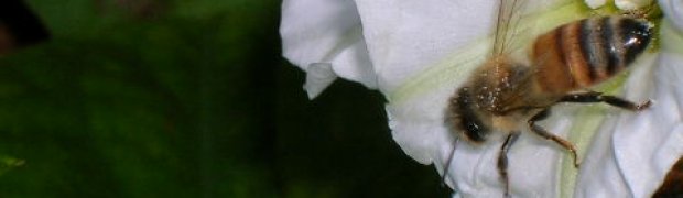 Assorted Ethnobotanical Plants:
Rivea corymbosa:
A Rivea corymbosa's Pollinator