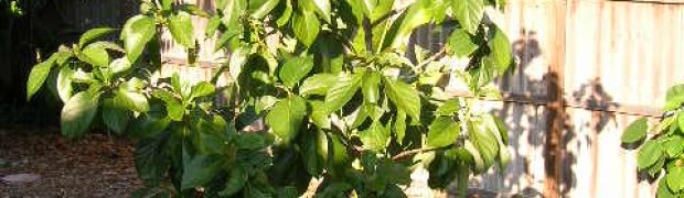 Voacanga africana:
Voacanga africana