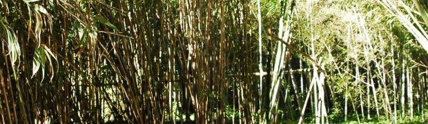 A Bamboo Garden:
Kanapaha Botanical Gardens