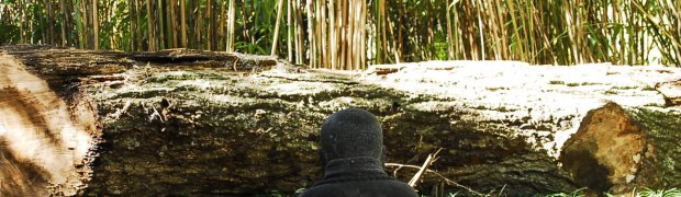 A Bamboo Garden:
Kanapaha Botanical Gardens