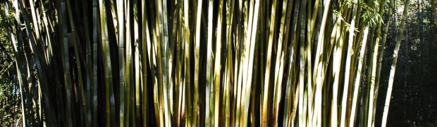 A Bamboo Garden:
Kanapaha Botanical Gardens