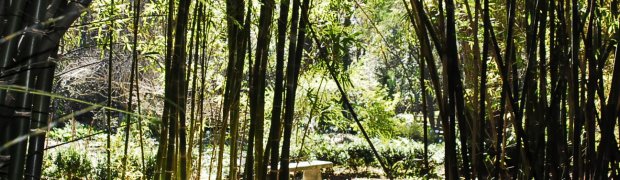 Bamboo:
A Bamboo Garden:
Kanapaha Botanical Gardens