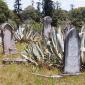 View the image: Cemetary agaves