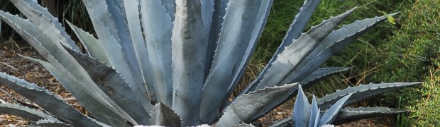 Century Plant:
Century Plant