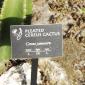 View the image: Pleated Cereus Cactus