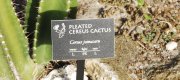View the Album: Pleated cereus cactus
 2 images(s)
