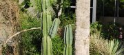 View the Album: Pleated cereus cactus
 2 images(s)